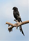 Magpie Shrike